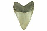 Serrated, Fossil Megalodon Tooth - North Carolina #294504-1